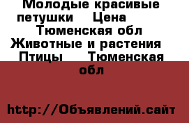 Молодые красивые петушки. › Цена ­ 400 - Тюменская обл. Животные и растения » Птицы   . Тюменская обл.